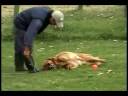 Hogar Canino fb.wmv Hogar Canino fb.wmv
