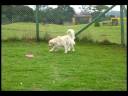 Hogar Canino fb.wmv