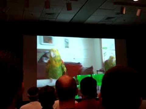 End War: Parrots To Take Over The World