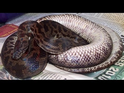 YouTube reptile video