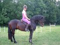 My previous ponies My previous ponies