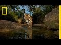 National Geographic Live! - Trapping Tigers