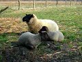 Little Sheep II Little Sheep II