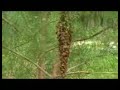 Bees for beginners Part 7 SWARM!!