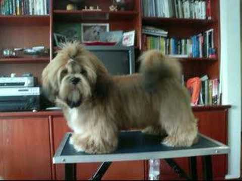 apso lhasa dog. Lhasa Apso Zion