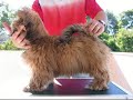 Lhasa Apso Zion
