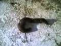 videos de SNAIL BIRTH 1