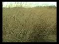 Biofuel