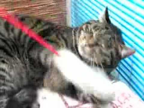 強面でじゃれる猫。Youtube(ユーチューブ・ゆーちゅーぶ)・Dailymotion動画