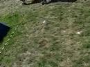 Graspop 2008 Camping Tentman Winniepoo 2