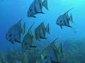 2007 Utila Honduras, Aggressor