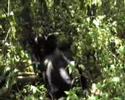 Mountain Gorilla female enjoys a scratch and a sleep
