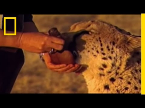 Cheetahs - Dogs are used to protect sheep and other livestock from the cheetahs in Africa - thereby saving the big cats from potential shootings by aggrieved farmers.
