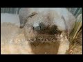Dogs are used to protect sheep and other livestock from the cheetahs in Africa - thereby saving the big cats from potential shootings by aggrieved farmers.