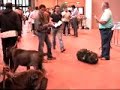 Roma Raduno Clip 1
