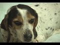 Sophie the Therapy Dog