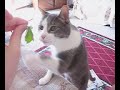 Catnip Frenzy