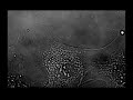 Venetian Snares - Szamar Madar (The Nature Of Cell Science)