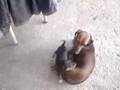 lucy e lilika