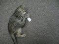 Kitten playing