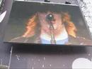 fall out boy @ pukkelpop