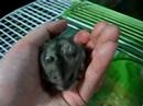 mini hamster in my hand