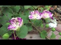 Caper Timelapse - 5 Apr 2013