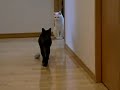 チェリーちゃんとキジ丸君：3/5：072.MOV