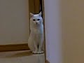 チェリーちゃんとキジ丸君：3/5：072.MOV