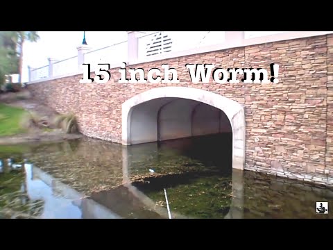 Bass Fishing Big Worms