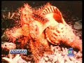 Coral reefs destroyed by Crown of Thorns Starfish outbreaks