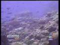 Coral reefs destroyed by Crown of Thorns Starfish outbreaks