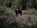 Cuddeback Bear............
