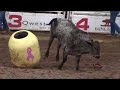 Rodeo Bull Stomped