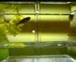 Ovanotti di guppy e mamme in attesa Guppy fish giving birth
