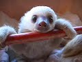 Baby Sloths "Hanging Out" - YouTube