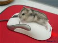 Lesbian Gerbils from Outer Space! Lesbian Gerbils from Outer Space!