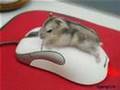 Lesbian Gerbils from Outer Space!