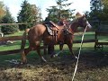 Jenna- Kid Safe 4-H Horse for sale!