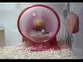 Hamster Hamster