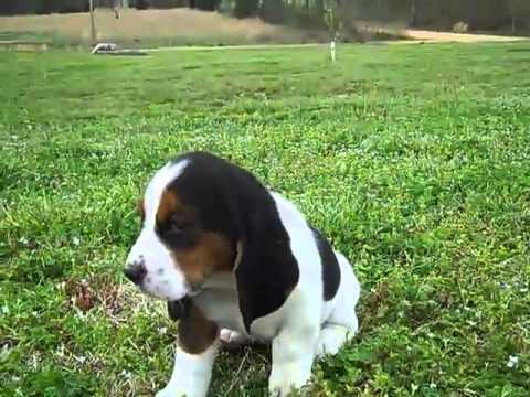 Tri Color Basset Hound Female Puppy