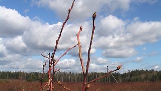 Как правильно делать обрезку кустов