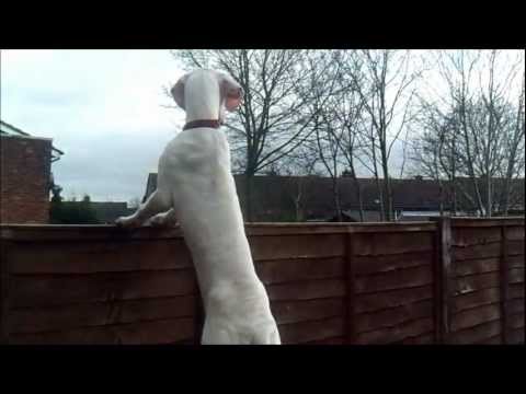 Bully Kutta