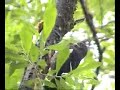 Hummer Luvs Woody - The Alaskan Flying Symbiotic Orchestra