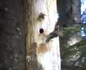 Hummer Luvs Woody - The Alaskan Flying Symbiotic Orchestra