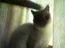 stupid cat