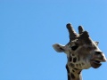 videos de Close Encounter of the Giraffe Kind