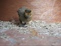 2 week old chicks