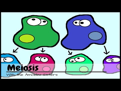 asexual and sexual reproduction amoeba sisters answers