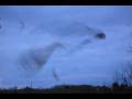 videos de Hive Mind Flight Patterns